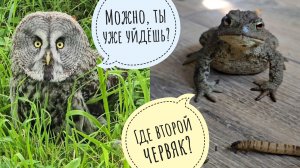 У совы Кофи воруют последнюю серединку пенька! Артём огрёб. Милая жаба. Два ёжика делят одну мисочку