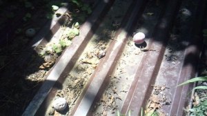 Сбор с дерева сливы неполной зрелости, и объяснение выполняемого.