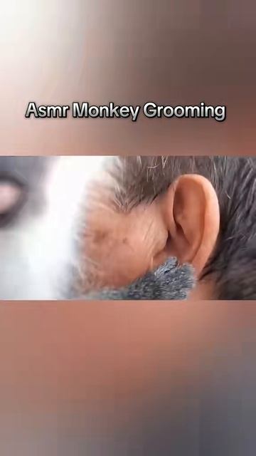 ASMR Monkey Grooming смотреть онлайн