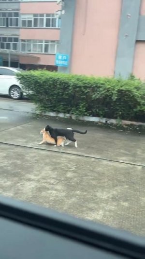 Куда вы меня тащите?