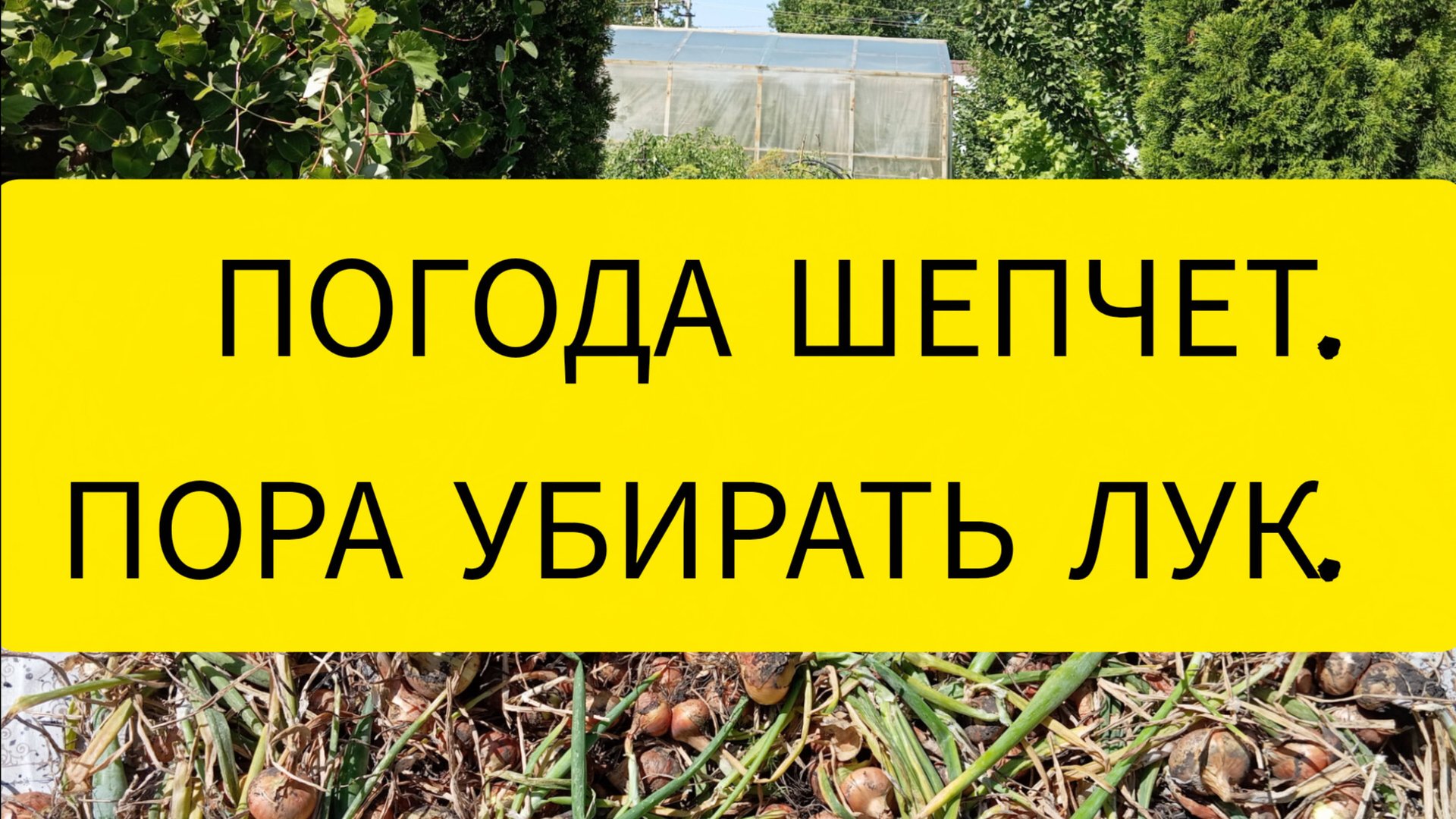 Погода шепчет. Пора убирать лук. смотреть онлайн