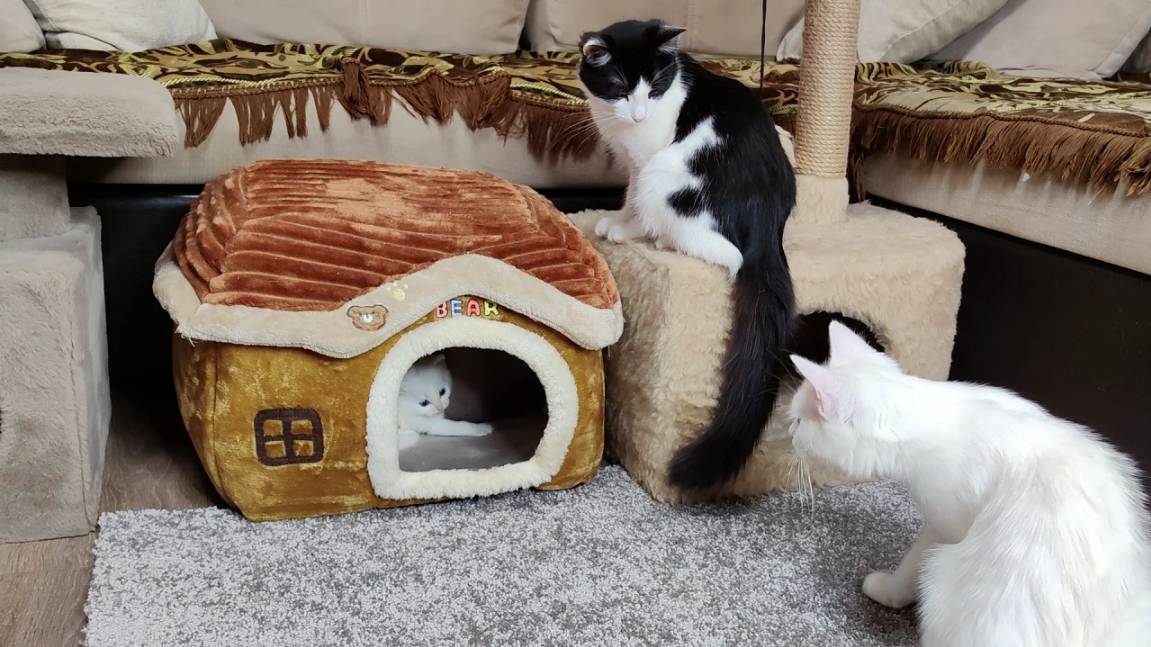 Мама-кошка и её котята. Счастливая кошачья семья. Часть 1 смотреть онлайн