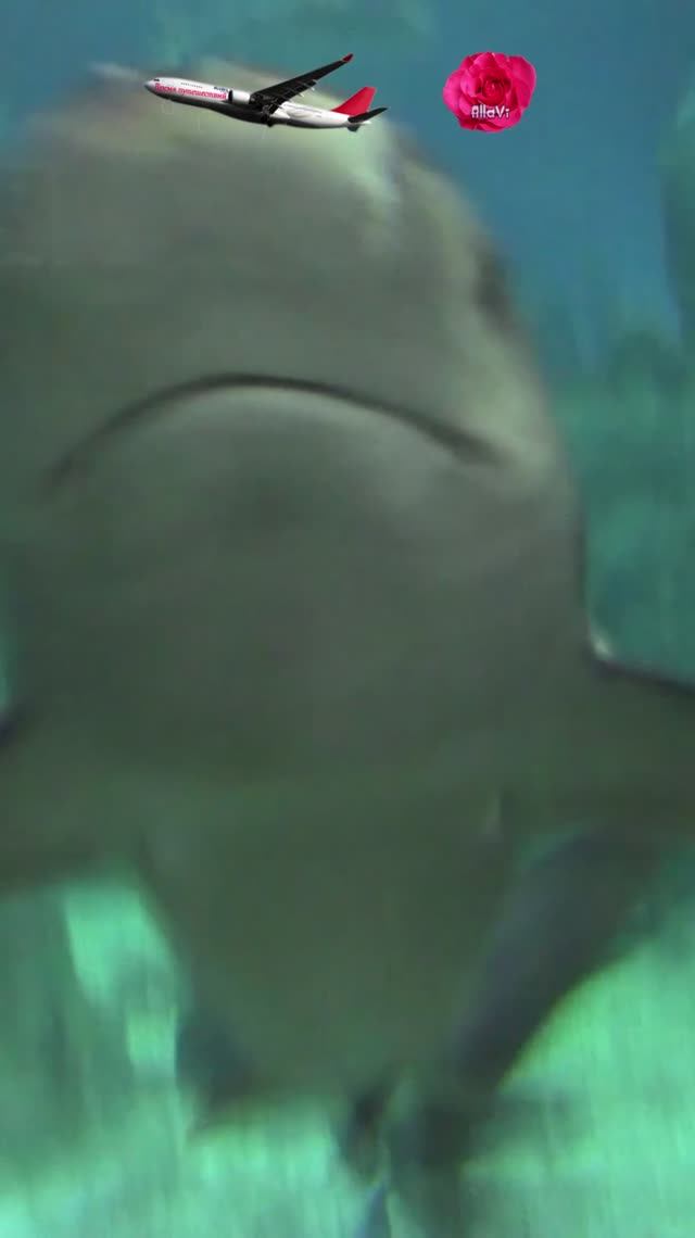 Акулы и рыба-прилипала смотреть онлайн