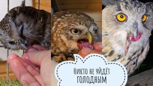 Сычи Чучундрий и Лучик делят ужин на двоих. Сова Ёль ждёт меня в вольере. Маленький ёжик на месте