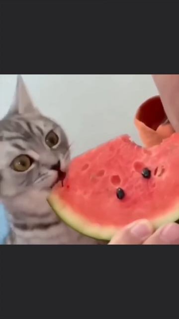 Глаза когда понял, что красная часть намного вкуснее смотреть онлайн