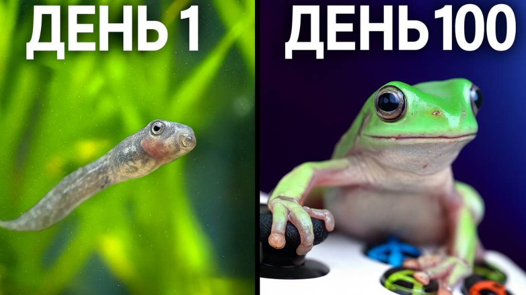 Когда лягушки играют в игры смотреть онлайн