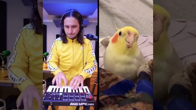 The Kiffness X Ginger