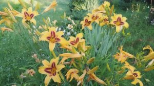 27 июля 2025 года мы вернулись из отпуска. Как поживают наши томаты, огурцы, цветочки? #27июля,#дача