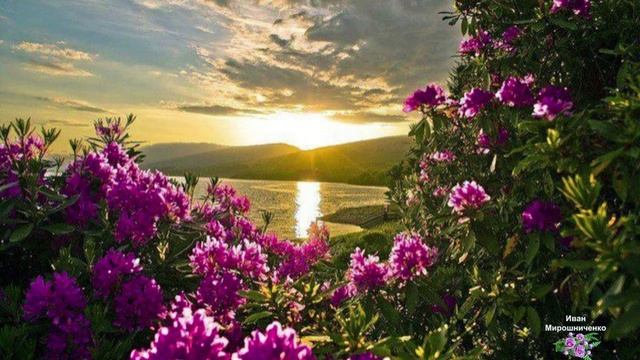 ягода малина