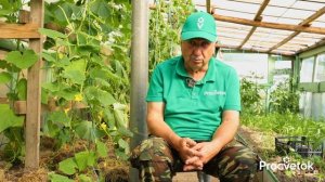 ОГУРЦЫ ОЖИВАЮТ И НАЧИНАЮТ ПЛОДОНОСИТЬ С УДВОЕННОЙ СИЛОЙ после такой подкормки в августе!