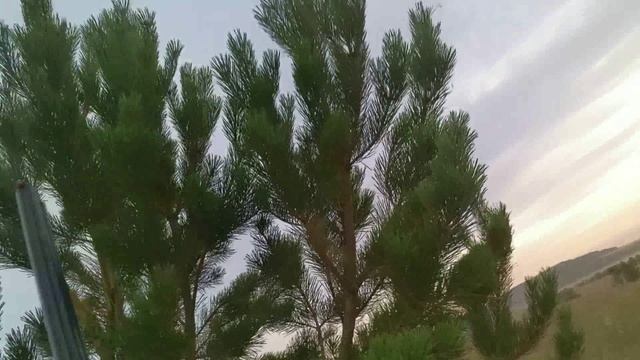 Охота на вредителя (серую ворону) в охотничьих угодиях смотреть онлайн