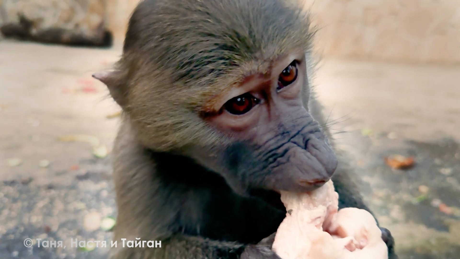 Маня - Золотая Ручка, стянула мяско у Степана. Гамадрилы - мусорные обезьяны! Как спит Дана? смотреть онлайн