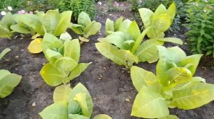 Табак-самосев🔥