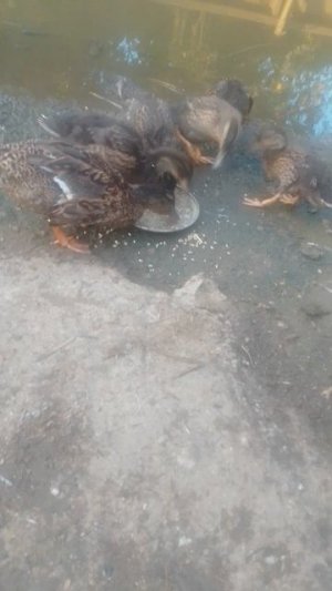 Домашняя кряква и Утята которым месяц