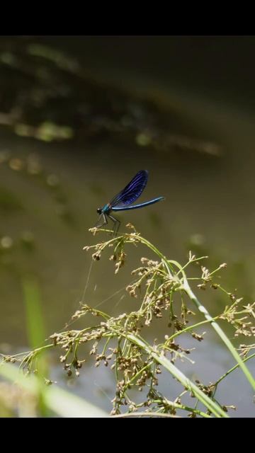 Красотка-девушка