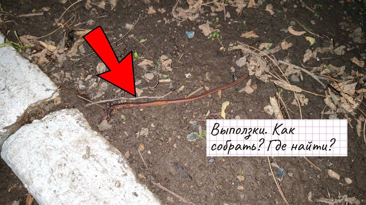 Выползок. Где найти выползка? Как собрать выползка? Как хранить выползка? смотреть онлайн