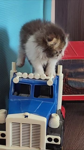 Котенок играет с детскими машинками. смотреть онлайн