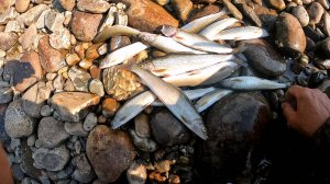 Ловля Хариуса Рыбалка в Тайге 2025