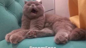 Кот поёт