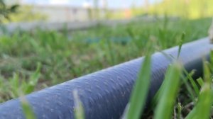 дикая лошадь против домашней 🐎