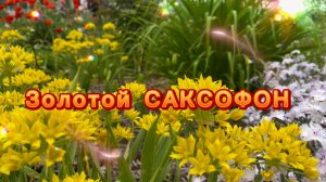 Золотой саксофон, прекрасная мелодия