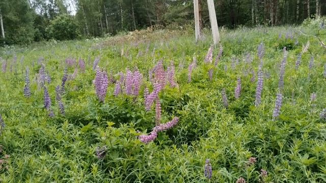 Активный период зелени и цветения 14-15 июня 2025 смотреть онлайн