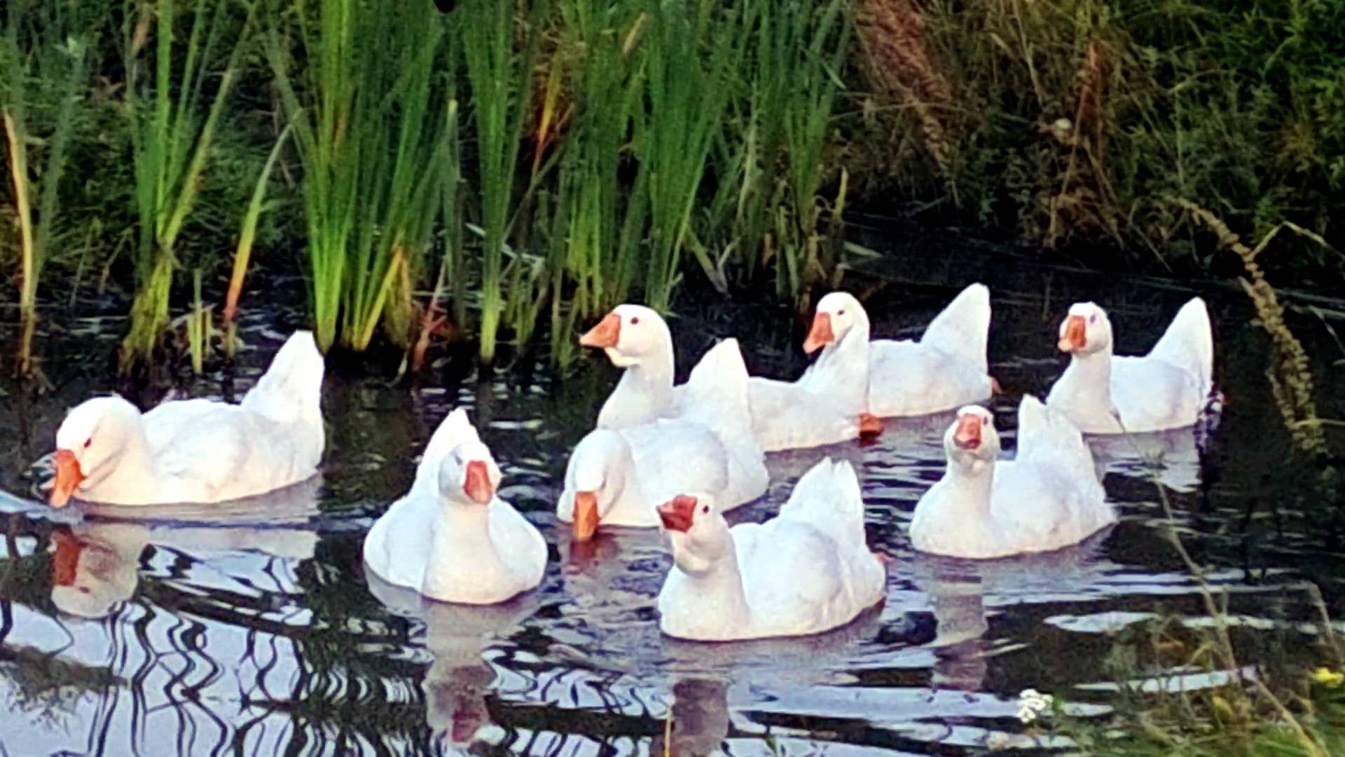 НАШИ ЛЕБЕДУШКИ! смотреть онлайн