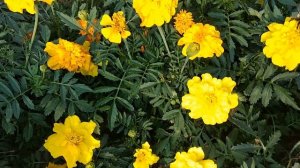 ЛЮБОВЬ ТАКАЯ ГОРЬКАЯ