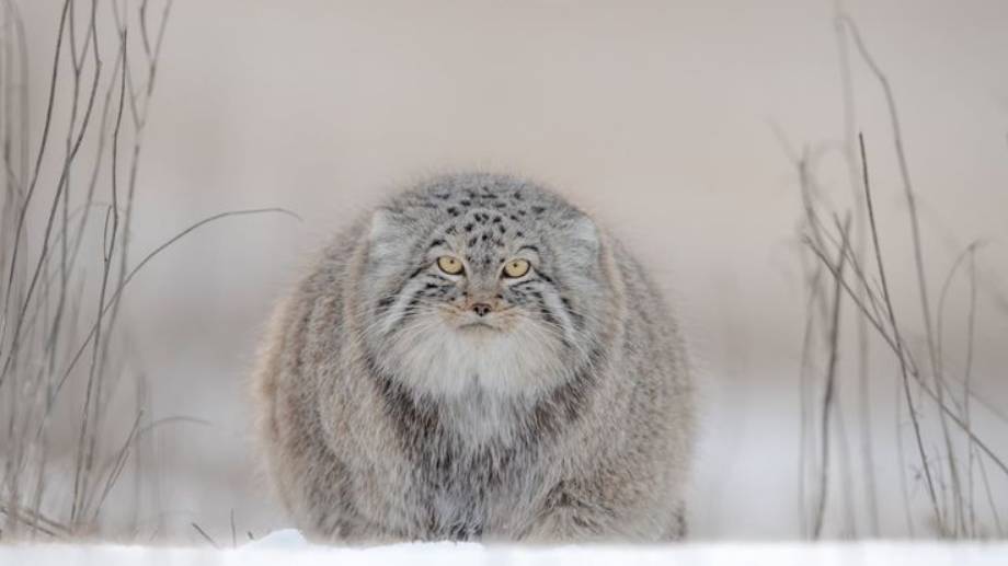 Manul