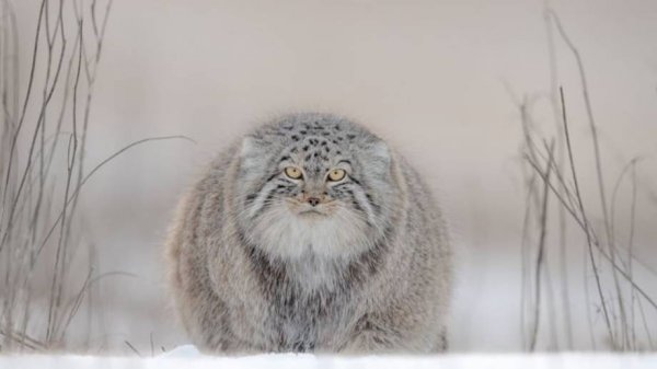 Manul