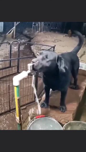 Умный пёсель смотреть онлайн