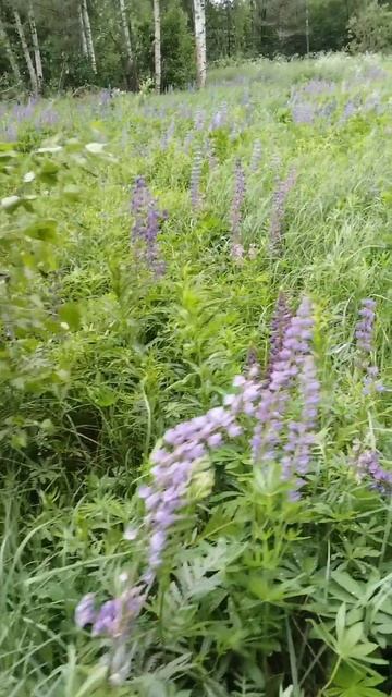 Тоже цветочки смотреть онлайн