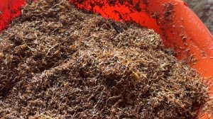 Ферментация Табака Крепыш (подготовка