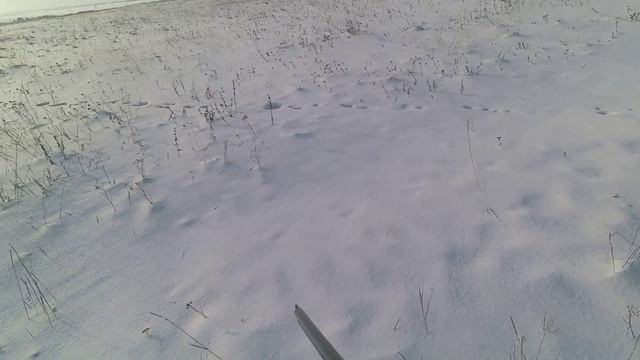 Сумасшедшая охота на норного зайца смотреть онлайн