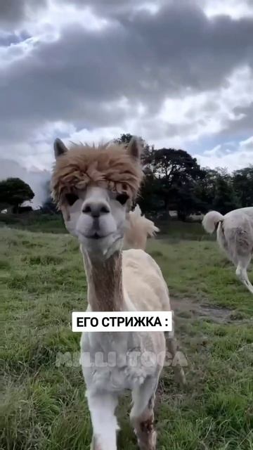 Джейк и его стрижка😂 смотреть онлайн