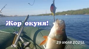 Жор окуня! 29.07.2025г.