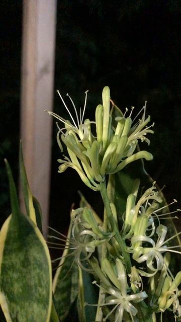 Пик цветения Сансевиерии смотреть онлайн