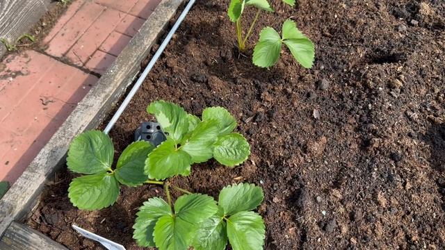 Розы и другие растения в моем саду. Новые увлечения. Срочно обрабатываем розы.🌹🌹🌹 смотреть онлайн