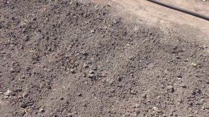 Посев сидерата ФАЦЕЛИИ