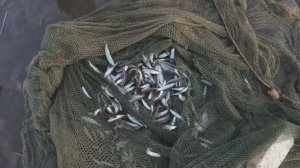 ЛОВЛЯ ТУГУНКА В СЕВЕРНОЙ ЯКУТИИ