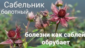 САБЕЛЬНИК болотный. Болезни,как САБЛЕЙ обрубает.Суставы лечит..