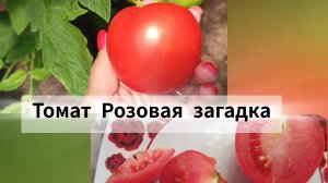 Томат Розовая загадка
