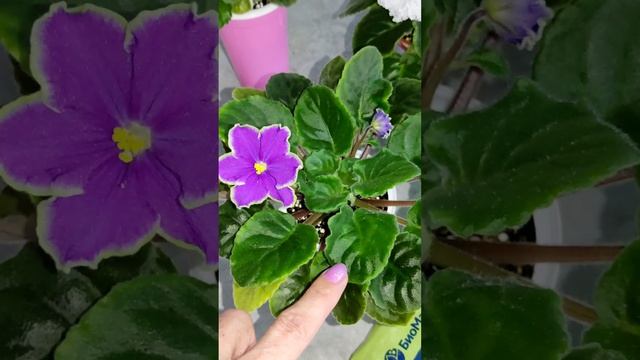 Грунт для фиалок. Мой опыт! смотреть онлайн