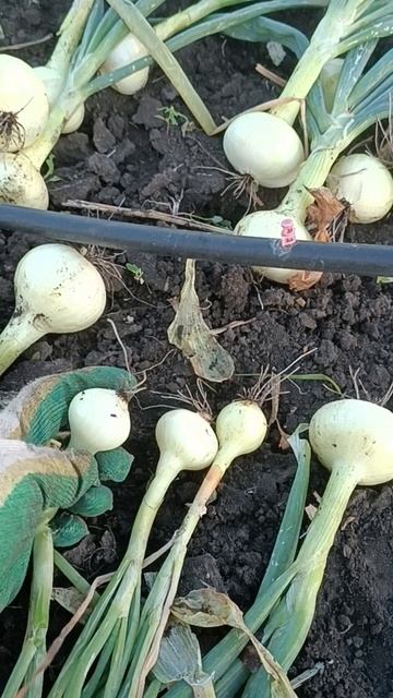 Что делать с мелким луком? #Красноярск смотреть онлайн