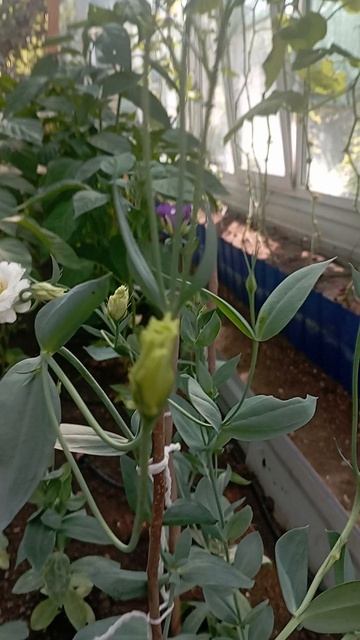 в теплице зацвели первые Эустомы😍#эустома смотреть онлайн