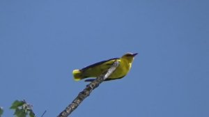 как поет иволга пение иволги