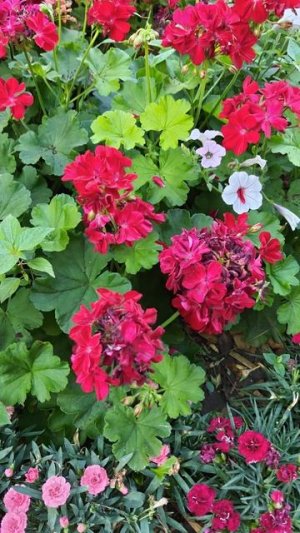 Что делать с пеларгонией в конце июля, начале августа?