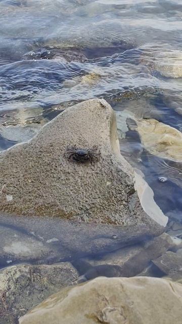 Малыш Краб 🦀 смотреть онлайн