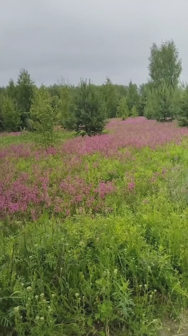 Усеянная цветами поляна смотреть онлайн