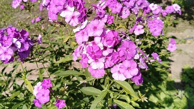 Седеющий флокс а серебристыми цветами - что за сорт? смотреть онлайн